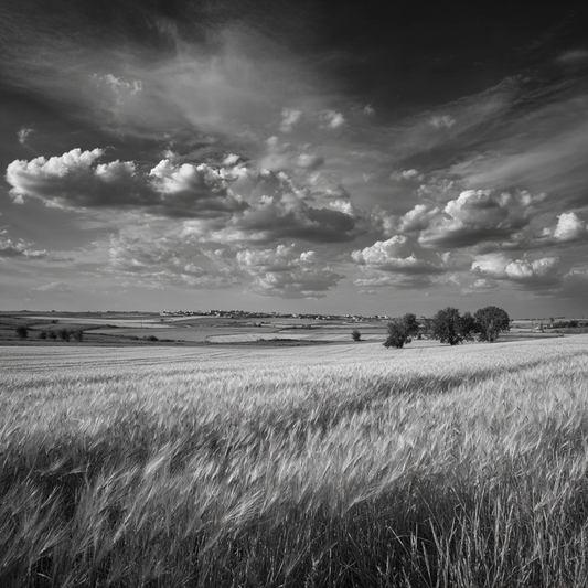 Clouds Over Corn