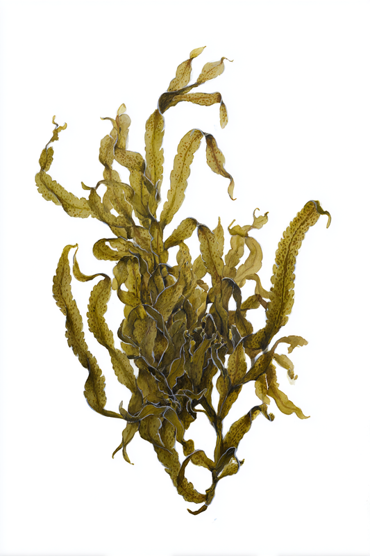 Spiral Wrack