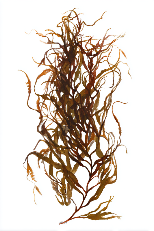 Serrated Wrack