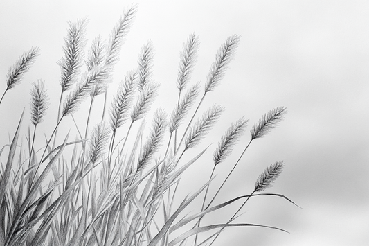 Breeze